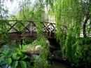 Weeping Willow